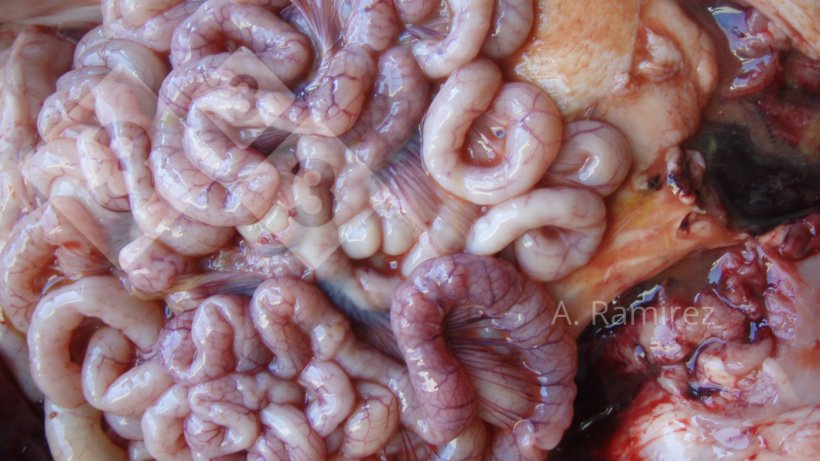 Imagen 2. Intestino delgado ligeramente ondulado (debido al engrosamiento de la pared intestinal) que sugiere una ileitis leve a moderadamente crónica y sin complicaciones. Si abriéramos los intestinos, el engrosamiento y la ondulación se volverían más evidentes.